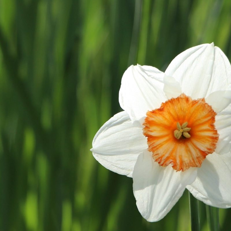 Heirloom Daffodil