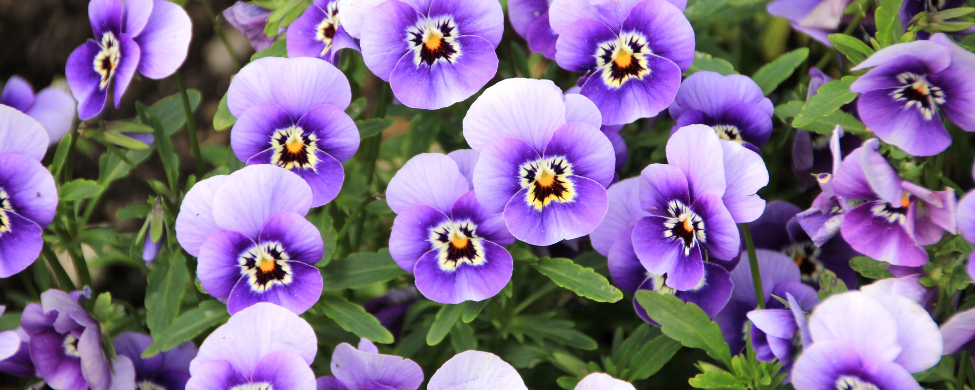 Even Pansies Get the Blues