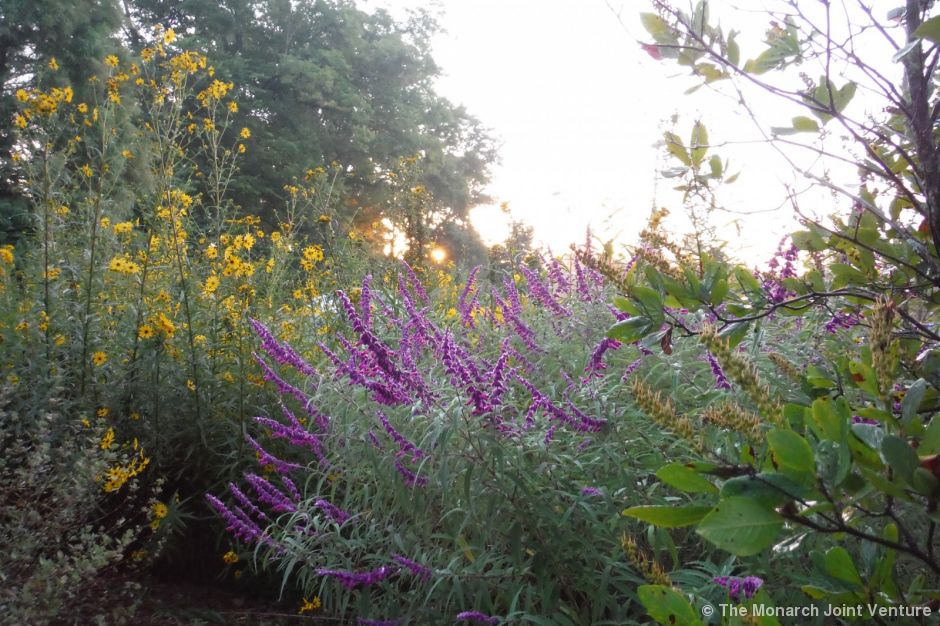 Monarch Joint Venture