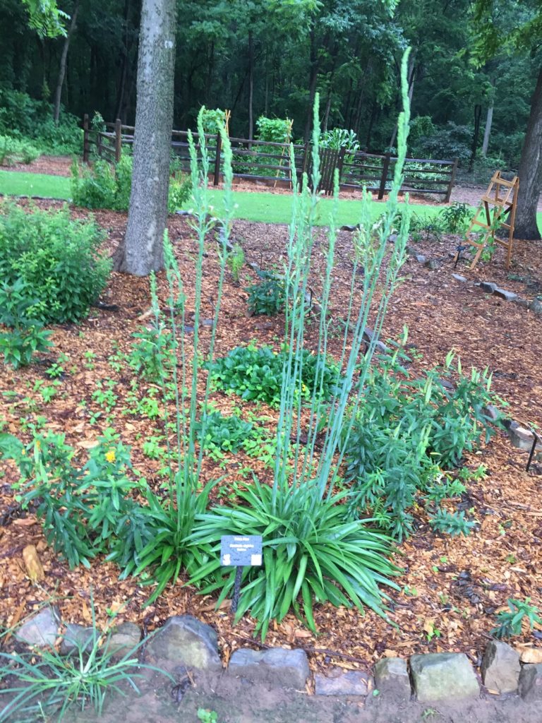 Cherokee Garden2