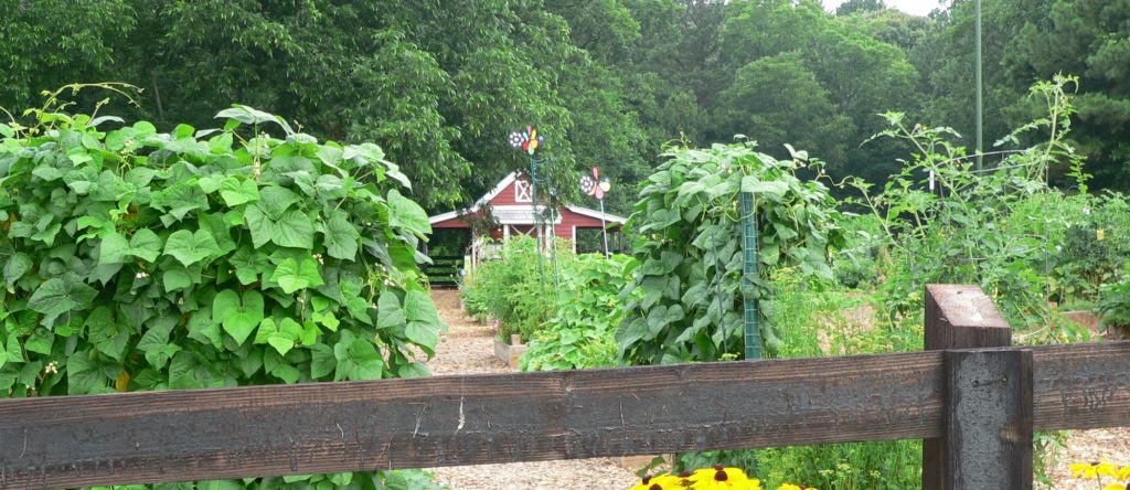 Rudbeckia Shed View