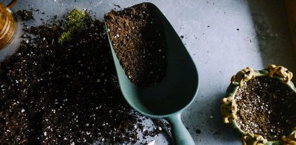 Can Potting Soil Be Reused?